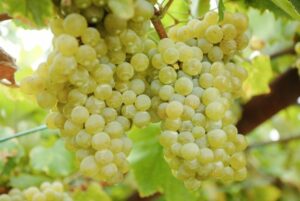 Variedad de uva blanca Airén