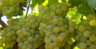 Variedad de uva blanca Airen