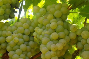 Variedad de uva blanca Airen