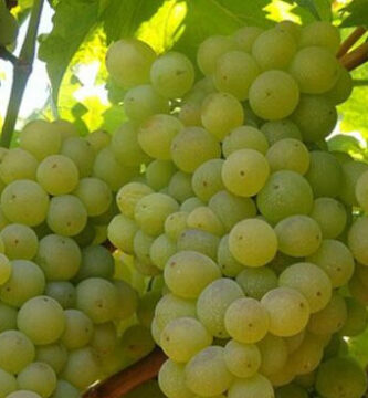 Variedad de uva blanca Airen