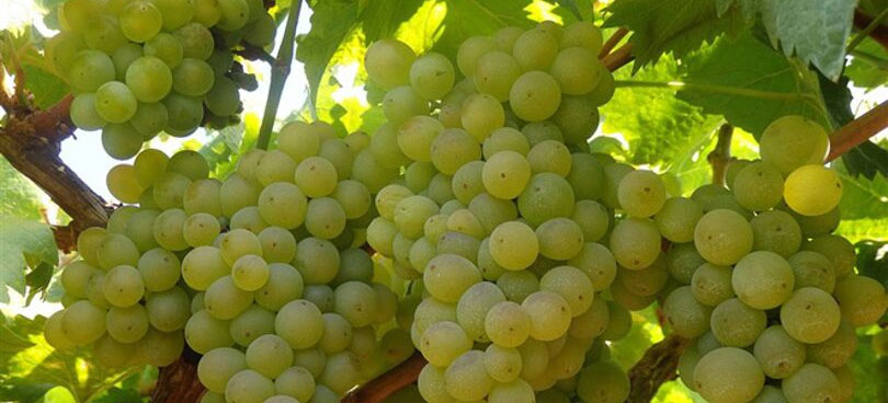 Variedad de uva blanca Airen